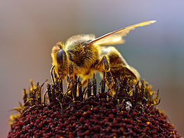 Рабочая пчела, покрытая цветочной пыльцой.
